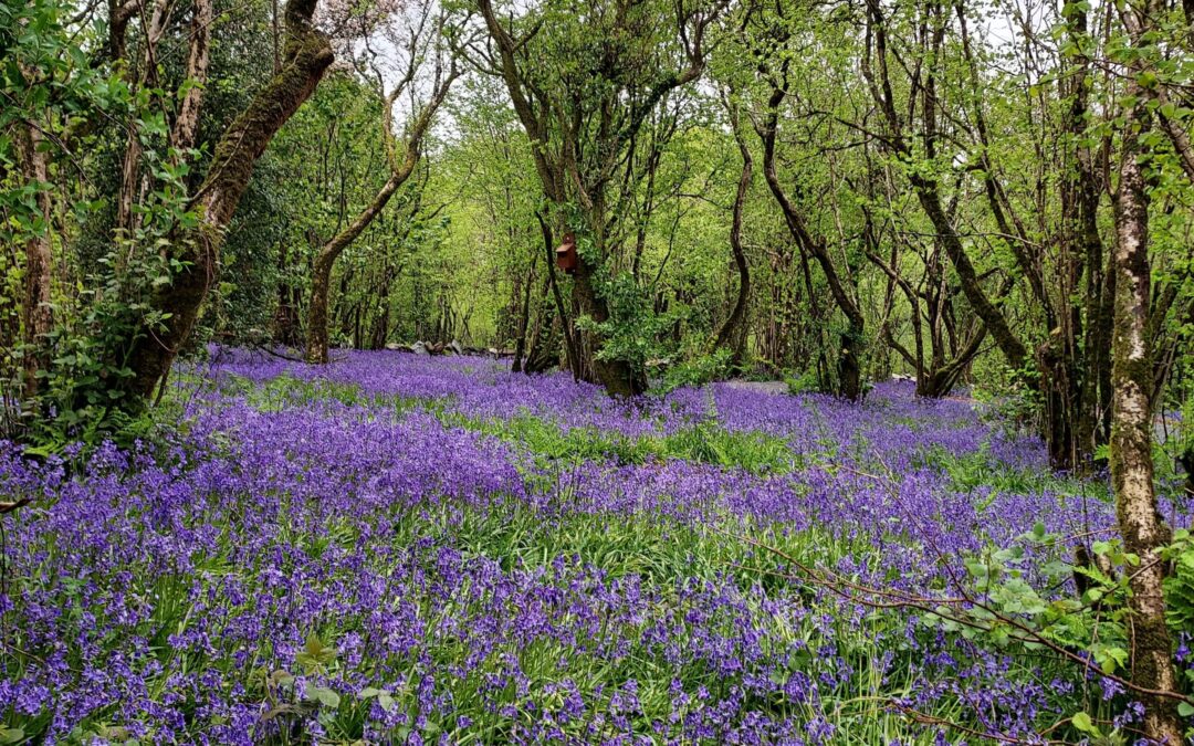 Henry Brothers support Ulster Wildlife’s work through charitable donation